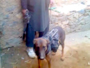 کابل  طالبان نے امریکی فوجی کتا ’’کرنل‘‘ پکڑلیا پٹے میں جاسوسی کے آلات تھے