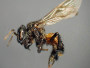 ارتقاء کے باعث اضافی دانت نے شہد کی مکھیوں کو گوشت خور بنادیا