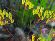 یہ زہریلا پودا کورونا کی تمام اقسام کا علاج ثابت ہوسکتا ہے