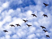 پرندے اُڑتے ہوئے v کی شکل کیوں بناتے ہیں 