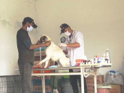 پنجاب میں جانوروں پرتشدد کی روک تھام کے لئے سزائیں اور جرمانے بڑھانے کا فیصلہ