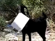 بھارت میں بکری سرکاری دستاویزات لے اڑی