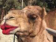 سعودی عربخوبصورتی کے لئے انجکشن کیوں لگائے 40اونٹ مقابلہ حسن سے باہر