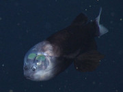 شفاف سر میں آنکھوں کی جگہ ’’ناک‘‘ والی مچھلی