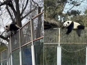 معصوم نظر آنے والے پانڈے کی دیدہ دلیری کی ویڈیو وائرل