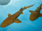 شارک سے حاصل شدہ اینٹی باڈی کووڈ 19 وائرس تباہ کرسکتی ہے