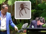 آسٹریلیا میں وزیر صحت کی نیوز کانفرنس میں مکڑی نے خلل ڈال دیا