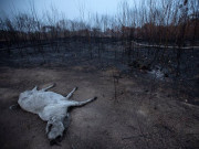 برازیل میں جنگل کی آگ سے ایک کروڑ 70 لاکھ کے قریب جانور ہلاک رپورٹ