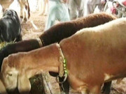 گوجرانوالہ میں پولیس کانسٹیبل بکرے چوری کرتے پکڑا گیا