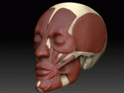 انسانی جبڑے میں بالکل نیا پٹھا دریافت