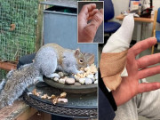 ویلزمیں خطرناک گلہری کے وار18 افراد اسپتال پہنچ گئے