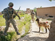 امریکی فوج کی شاہ خرچیاں افغانستان میں 9 بکریوں پر60 لاکھ ڈالر خرچ کر ڈالے