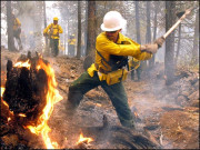 کاربن ڈائی آکسائیڈ میں کمی کیلیے جنگلوں کو آگ لگانا مفید ہے تحقیق