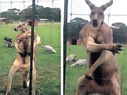  آسٹریلیا باڈی بلڈنگ کا شوقین کینگرو