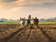 ملکی اقتصادی و زرعی تناظرکا جائزہ