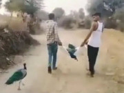 مورنے ساتھی کے مرنے کے بعد بھی ساتھ نہ چھوڑا ویڈیو وائرل