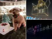 کتے کی سالگرہ پر 500 سے زائد ڈرونز نے آسمان کو روشنیوں سے بھر دیا