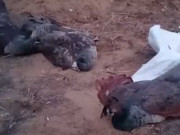 بھارت میں 15 موروں کی پُراسرار ہلاکت پر کھلبلی مچ گئی