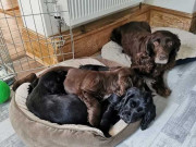 8 سال قبل چوری ہونے والا کتا بچوں سمیت مالک کے پاس پہنچ گیا