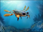 بڑی بڑی آنکھوں والا ننھا منا کیکڑا