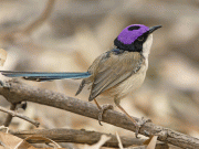 نایاب پرندوں کے گیت نے مقبولیت میں ٹیلر سوئفٹ کو پیچھے چھوڑ دیا