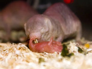 دوسرے چوہوں کے بچوں کو اغوا کرنے والی چوہے کی نسل