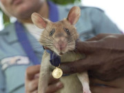 بارودی سرنگوں کی کامیاب کھوج لگانے والا گولڈ میڈلسٹ چوہا مر گیا