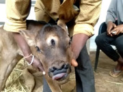 بھارت میں 3 آنکھوں اور ناک میں 4 سوراخ والے بچھڑے کی پیدائش