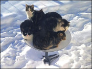 آوارہ بلیوں نے مہنگی سیٹلائٹ ڈش کو اپنا بستر بنا لیا