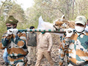 بھارت میں ببر شیر کی ہندو مذہب کے تحت آخری رسومات کی ادائیگی تصاویر وائرل