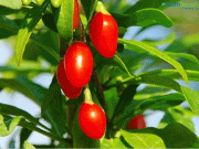 وولف بیری کھائیں الزائیمر سے محفوظ رہیں