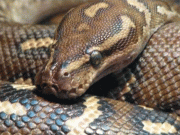 گھر میں دیوقامت اژدھا دیکھ کر لوگ خوفزدہ ہوگئے