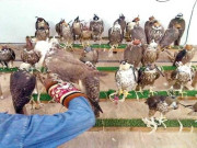 4 ماہ قبل کسٹمز کی تحویل میں نایاب نسل کے 70 باز مر گئے