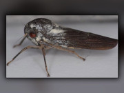 انتہائی نایاب کیڑے کی نئی قسم دریافت