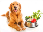 اپنے پالتو کتے کو سبزیاں کھلائیے اور 71 لاکھ روپے سالانہ کمائیے