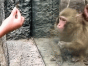 جادو دیکھ کر بندر کی آنکھیں کھلی کی کھلی رہ گئیں