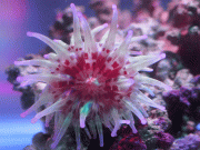 سمندری جانور سے جان بچانے والی ادویہ بنائی جاسکتی ہیں