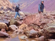 آزاد کشمیر میں تیندوے کو مارنے والے 2 افراد کے خلاف مقدمہ درج