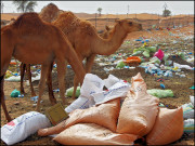 دبئی میں سیکڑوں اونٹوں کے ’قاتل پلاسٹک‘ پر بھاری ٹیکس لگادیا گیا