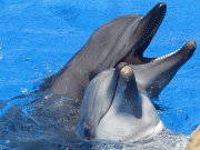 کھیل تماشے کیلیے یوکرین سے لائی گئی 4 نایاب ڈولفن ہلاک