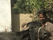 کراچی میں دو بھینسے بدک کر بھاگ گئے 4 افراد معمولی زخمی