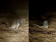 پلاسٹک کی بوتل میں منہ پھنسانے والے چیتے کے بچے کوآزادی مل گئی