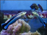 مچھلیاں خود کو آئینے میں ’دیکھ کر‘ صاف کرتی ہیں