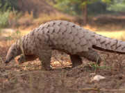 معدومی کے خطرے کا شکار پینگولین کا عالمی دن