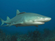 امریکا میں حملہ آور شارک کو ٹک ٹاکر نے گھونسے مار مار کر بھگا دیا