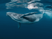 دنیا کی نایاب وہیل کراچی کے ماہی گیروں کے سامنے آگئی