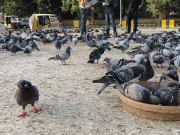 شہری آبادیوں میں جنگلی کبوتر انسانی صحت کیلئے خطرہ بننے لگے