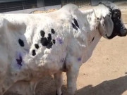 مویشیوں کی ہلاکت کا سبب بننے والا وائرس ’’لمپی اسکن ڈیزیز‘‘ کراچی پہنچ گیا