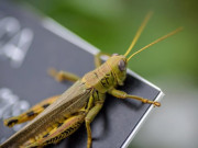 ماہرین نے مشینی ’جاسوس ٹڈا‘ تیار کرلیا