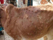 پاکستان نے مویشیوں میں پھیلنے والے وائرس لمپی اسکن کی ویکسین تیار کرلی